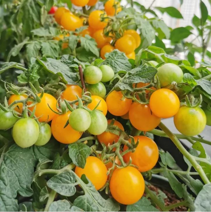বিদেশী Yellow Cherry Tomato (প্রায় ২০০ বীজ) ইয়েলো চেরি টমেটো একটি উজ্জ্বল হলুদ রঙের আকর্ষণীয় চেরি টমেটো জাত। ফলগুলো আকারে ছোট ও গোলাকার চেরি সাইজের, খোসা মসৃণ ও চকচকে এবং ভেতরে রসালো। স্বাদে মিষ্টি ও হালকা টক হওয়ায় কাঁচা খাওয়া ও সালাদের জন্য খুবই উপযোগী। গাছে গড়ে ২–৩.৫ কেজি পর্যন্ত ফলন এবং প্রতিটি থোকায় ১৫–২৫টি চেরি টমেটো ধরে। - Image 2