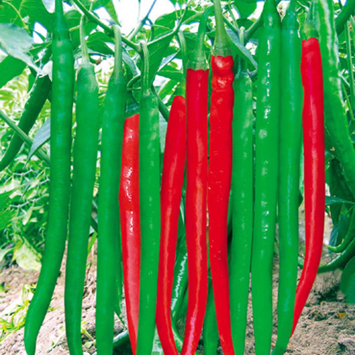 đļī¸ āĻāĻžā§āύāĻŋāĻ Green Long Chili - āϏāĻŦā§āĻ āϞāĻŽā§āĻŦāĻž āĻŽāϰāĻŋāĻ (āĻĒā§āϰāĻžāϝāĻŧ ā§Ŧā§Ļā§Ļ āĻŦā§āĻ) āϏā§āĻĒāĻžāϰ āϞāĻŽā§āĻŦāĻž (28â50 āϏā§āĻŽāĻŋ), āĻāĻŋāĻāύ āĻ āĻāĻā§āĻā§āĻŦāϞ āϏāĻŦā§āĻ āĻŽāϰāĻŋāĻāĨ¤ āĻā§āϏāĻž āĻŽāϏā§āĻŖ āĻ āĻāĻāĻāĻā§, āĻāĻžāĻāĻāĻž āĻ
āĻŦāϏā§āĻĨāĻžā§ āĻĄā§āĻĒ-āĻā§āϰā§āύ āĻāĻŦāĻ āĻĒāĻžāĻāϞ⧠āϞāĻžāϞāĻā§ āϰāĻā§ āĻĒāϰāĻŋāĻŖāϤ āĻšā§âāĻŦāĻžāĻāĻžāϰ⧠āĻĻāĻžāϰā§āύ āĻāĻāϰā§āώāĻŖā§ā§āĨ¤ āϏā§āĻŦāĻžāĻĻā§ āĻāĻžāϞ, āϏā§āĻŦāĻžāϏ āĻŦā§āĻļāĻŋ, āĻā§āĻā§āϏāĻāĻžāϰ āĻŽāĻāĻŽāĻā§âāϰāĻžāύā§āύāĻžā§ āĻāύ⧠āĻĻā§ā§ āĻŦāĻŋāĻļā§āώ āĻĢā§āϞā§āĻāĻžāϰāĨ¤ āĻāĻžāĻ āĻļāĻā§āϤāĻŋāĻļāĻžāϞā§, āϰā§āĻâāϏāĻšāύāĻļā§āϞ āĻāĻŦāĻ āϏāĻžāϰāĻžāĻŦāĻāϰāĻ āĻĒā§āϰāĻā§āϰ āĻĢāϞāύ āĻĻā§ā§āĨ¤ - Image 4