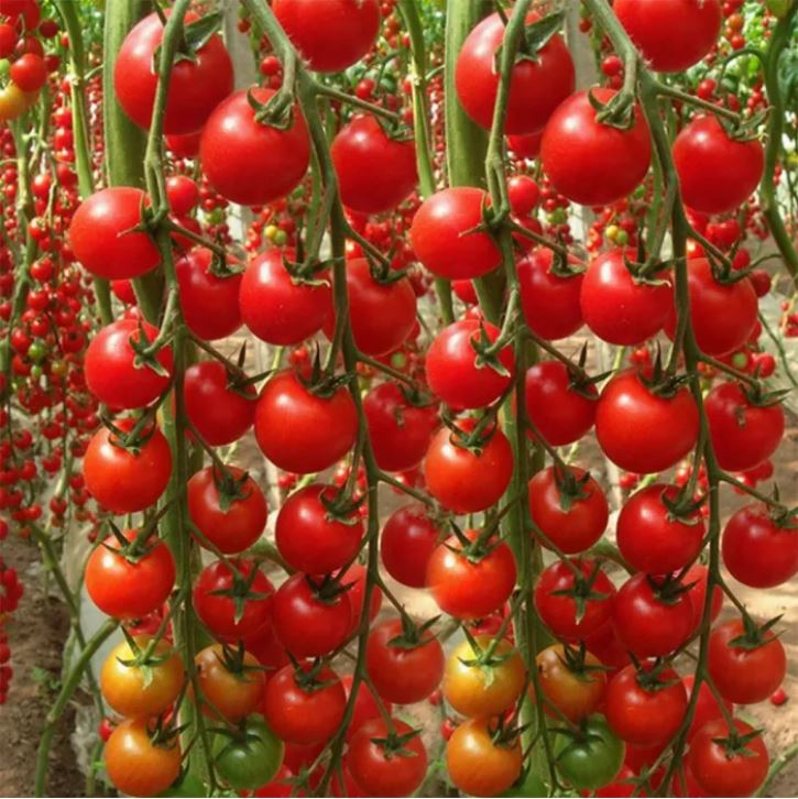 বিদেশী Curtain Cherry Tomato (প্রায় ১০০ বীজ) আকর্ষণীয় ও উচ্চ ফলনশীল চেরি টমেটো জাত, যা থোকায় থোকায় ঝুলন্তভাবে ফল ধরে। ফলগুলো ছোট, গোলাকার চেরি সাইজের ও উজ্জ্বল লাল রঙের, খোসা মসৃণ ও চকচকে এবং ভেতরে রসালো। থোকায় থোকায় সাধারণত ১৫–২৫টি টমেট ধরে। প্রতি গাছে গড় ৩ – ৫ কেজি টমেট ধরে। - Image 2
