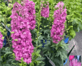 Bird’s Foot/Linaria Maroccana