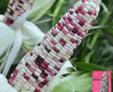 colorful corn