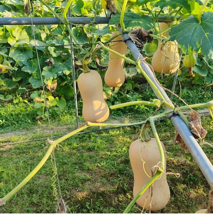 Cream Pumpkin - ক্রিম মিষ্টি কুমড়া (প্রায় ১০ বীজ) আকর্ষণীয় ক্রিম রঙের প্রিমিয়াম কুমড়া। হালকা ক্রিম-হলুদাভ রঙের হয়। মাংসল শাঁস মসৃণ ও ঘন। স্বাদে মিষ্টি ও মোলায়েম। রান্না, স্যুপ, সালাদ এবং মিষ্টি আইটেমে অসাধারণ স্বাদ দেয়। - Image 2