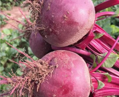 Beet Root