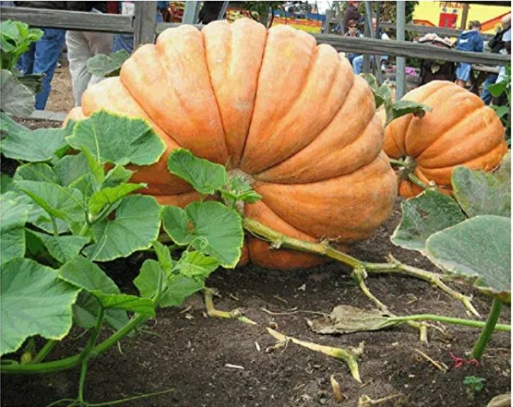 বিদেশী Giant Pumpkin F1 - জায়ান্ট কুমড়া (প্রায় ১০-১২ বীজ) একটি প্রিমিয়াম F1 হাইব্রিড কুমড়া, যা বড়, গোল ও সমান আকৃতির আকর্ষণীয় ফল দেয়। উজ্জ্বল কমলা রঙ, পুরু ও নরম মিষ্টি শাঁস এবং প্রতি ফলে ৫০–১০০ কেজি পর্যন্ত ওজনের কারণে এটি বাজারে দারুণ নজর কাড়ে। শক্ত লতানো গাছ ও উচ্চ ফলনের জন্য বাণিজ্যিক চাষে এটি অত্যন্ত লাভজনক। - Image 2