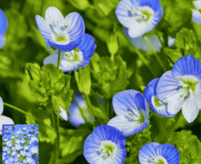 ভেরোনিকা