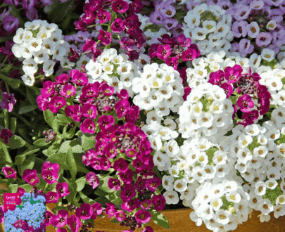 Fragrant Snowball