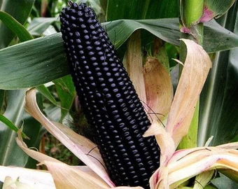 চায়নিজ Black Waxy Corn - কালো ভুট্টা (প্রায় ৩৫ বীজ) চীনের উন্নতমানের ওয়াক্সি ভুট্টা, যার দানা গাঢ় কালো/কালচে বেগুনি- শুঁটি লম্বা ও সিলিন্ডার আকৃতির। কালো ওয়াক্সি দানা—আঠালো, নরম ও সুস্বাদু। সেদ্ধ/ভাজা করলে রং ও স্বাদ আকর্ষণীয় থাকে। তাজা খাওয়ার জন্য খুবই বাজারমুখী ও প্রিমিয়াম দাম। - Image 3