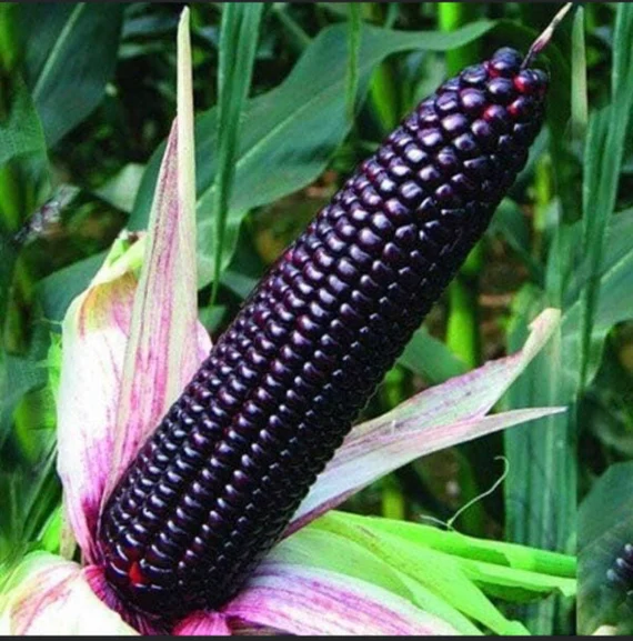 চায়নিজ Black Waxy Corn - কালো ভুট্টা (প্রায় ৩৫ বীজ) চীনের উন্নতমানের ওয়াক্সি ভুট্টা, যার দানা গাঢ় কালো/কালচে বেগুনি- শুঁটি লম্বা ও সিলিন্ডার আকৃতির। কালো ওয়াক্সি দানা—আঠালো, নরম ও সুস্বাদু। সেদ্ধ/ভাজা করলে রং ও স্বাদ আকর্ষণীয় থাকে। তাজা খাওয়ার জন্য খুবই বাজারমুখী ও প্রিমিয়াম দাম। - Image 4