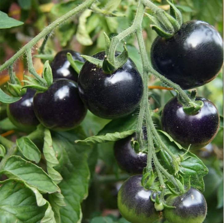 বিদেশী Black Pearl Tomato (প্রায় ১০০ বীজ) ফল গাঢ় কালো–বেগুনি রঙের, ছোট ও গোলাকার সাইজের। উন্নতমানের চায়না ইমপোর্টেড বীজ হওয়ায় অঙ্কুরোদ্গম ভালো ও গাছ শক্তিশালী হয়। ফলের খোসা মসৃণ ও চকচকে, ভেতর রসালো এবং স্বাদে মিষ্টি ও হালকা টক। থোকায় থোকায় ফল ধরে এবং প্রতি গাছে গড়ে ২.৫–৪ কেজি ফলন দেয়। - Image 2