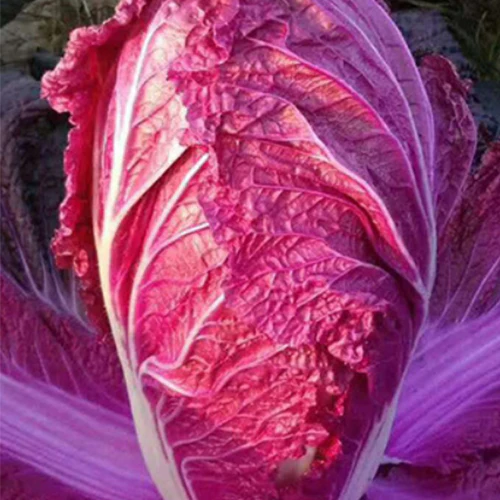 আমদানিকৃত Purple Cabbage (বেগুনি বাঁধাকপি) বাইরের ও ভেতরের পাতা অংশটি উজ্জ্বল বেগুনি রঙের । দেখতে সুন্দর তেমনি স্বাদেও অতুলনীয়→ পাতাগুলো নরম, আঁশ কম। ৬০ দিনের মধ্যেই পূর্ণাঙ্গভাবে পরিপক্ব হয়→ গড় ওজন প্রায় ৮ কেজি পর্যন্ত। - Image 5