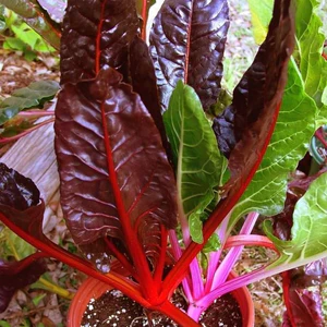 চাইনিজ পার্পেল পালং শাক (৩ গ্রাম বীজ ) চীনা আধুনিক প্রযুক্তিতে আবিষ্কৃত উন্নত হাইব্রিড উন্নত জাত— কম সময়ে বেশি ফলন দেয়। বেগুনি ও সবুজ মিশ্রিত আকর্ষণীয় রঙের এই পালং শাকের পাতা নরম, মসৃণ ও রসালো। দ্রুত বৃদ্ধি পায় এবং স্বাদে সুস্বাদু ও পুষ্টিগুণে সমৃদ্ধ। - Image 4