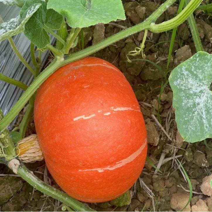 Chinese Red Pumpkin - লাল কুমড়া (প্রায় ১৫–১৭ বীজ) একটি প্রিমিয়াম উচ্চ ফলনশীল জাত। বড়, গোল ও সমান আকৃতির উজ্জ্বল লাল–কমলা রঙের ফল বাজারে দারুণ আকর্ষণীয়। শাঁস পুরু, নরম ও মিষ্টি হওয়ায় রান্না ও বাণিজ্যিক চাষে অত্যন্ত লাভজনক। প্রতিটি কুমড়ার গড় ওজন ৩-৬ কেজি ও গাছ প্রতি ফলন ৪-৮টি বড় কুমড়া। - Image 3