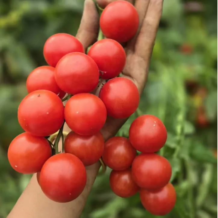 বিদেশী F1 Pink Cherry Tomato (প্রায় ১০০ বীজ) উন্নতমানের F1 হাইব্রিড পিঙ্ক চেরি টমেটো বীজ, যা চায়না ইমপোর্টেড এবং উচ্চ মানসম্পন্ন। ফলগুলো হালকা গোলাপি রঙের, ছোট ও সমান চেরি সাইজ, খোসা মসৃণ ও চকচকে। স্বাদে মিষ্টি, রসালো ও সুগন্ধযুক্ত হওয়ায় বাজারে এর চাহিদা বেশি। থোকায় থোকায় ফল ধরে বলে দেখতে আকর্ষণীয়। - Image 3