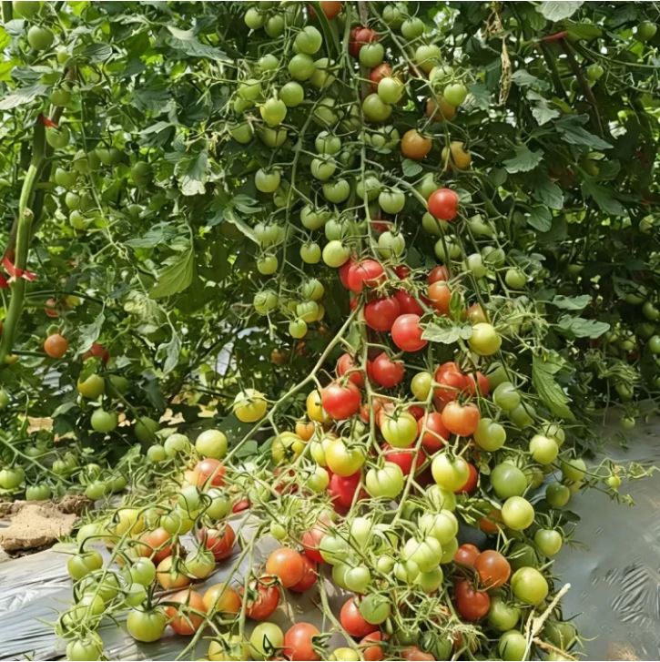 ইমপোর্টকৃত Pot Red Cherry Tomato (প্রায় ১০০ বীজ) টব ও কনটেইনার চাষের জন্য উপযোগী একটি উন্নত জাত। গাছ খাটো, ছোট জায়গায় সহজ চাষযোগ্য। ফল ছোট ও গোলাকার চেরি সাইজের, উজ্জ্বল লাল, খোসা মসৃণ ও চকচকে এবং স্বাদে মিষ্টি ও রসালো। টবেই থোকায় থোকায় ফল ধরে—প্রতি গাছে গড়ে ১.৫–৩ কেজি ফলন এবং প্রতি থোকায় ১৫–২৫টি ফল পাওয়া যায়। - Image 2