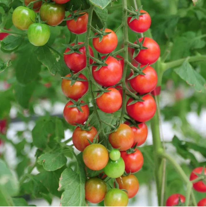 বিদেশী F1 Pink Cherry Tomato (প্রায় ১০০ বীজ) উন্নতমানের F1 হাইব্রিড পিঙ্ক চেরি টমেটো বীজ, যা চায়না ইমপোর্টেড এবং উচ্চ মানসম্পন্ন। ফলগুলো হালকা গোলাপি রঙের, ছোট ও সমান চেরি সাইজ, খোসা মসৃণ ও চকচকে। স্বাদে মিষ্টি, রসালো ও সুগন্ধযুক্ত হওয়ায় বাজারে এর চাহিদা বেশি। থোকায় থোকায় ফল ধরে বলে দেখতে আকর্ষণীয়। - Image 2