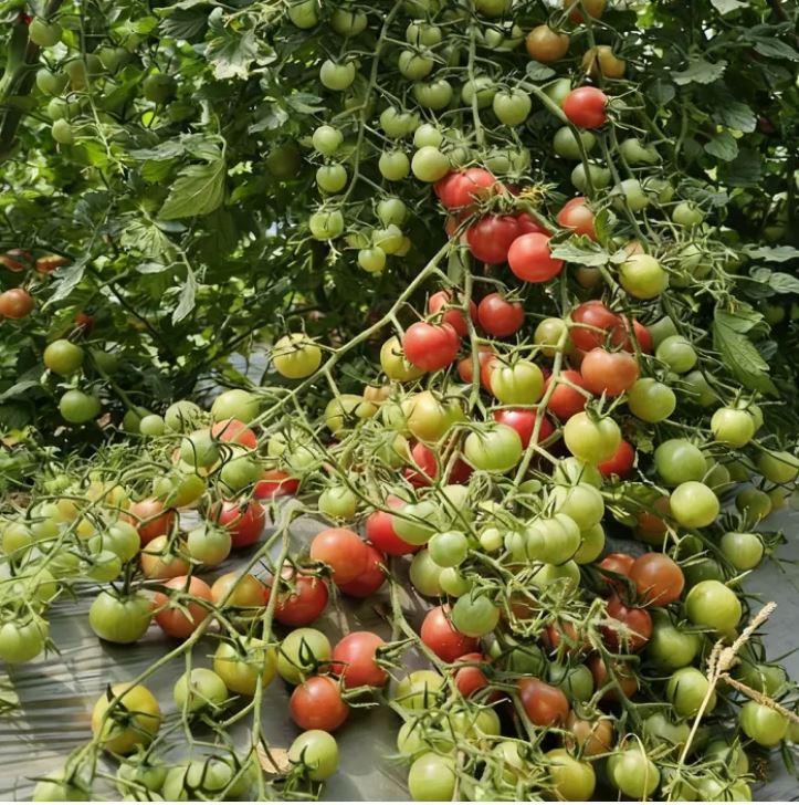 ইমপোর্টকৃত Pot Red Cherry Tomato (প্রায় ১০০ বীজ) টব ও কনটেইনার চাষের জন্য উপযোগী একটি উন্নত জাত। গাছ খাটো, ছোট জায়গায় সহজ চাষযোগ্য। ফল ছোট ও গোলাকার চেরি সাইজের, উজ্জ্বল লাল, খোসা মসৃণ ও চকচকে এবং স্বাদে মিষ্টি ও রসালো। টবেই থোকায় থোকায় ফল ধরে—প্রতি গাছে গড়ে ১.৫–৩ কেজি ফলন এবং প্রতি থোকায় ১৫–২৫টি ফল পাওয়া যায়। - Image 3