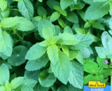 Mint – পুদিনা
