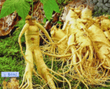 Ginseng