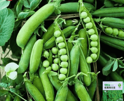 Podded Pea
