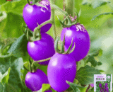 Purple Cherry Tomato