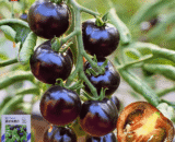 Black Pearl Tomato