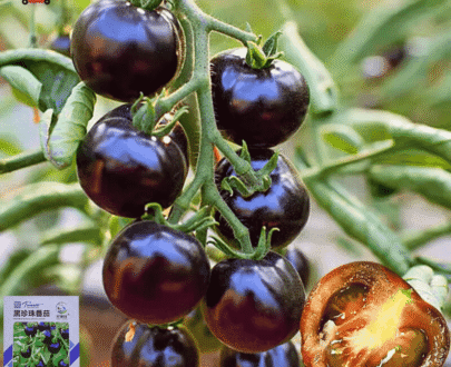 Black Pearl Tomato