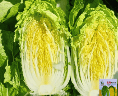 Crown Baby Cabbage