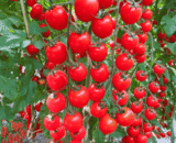 Waterfall Small Tomato