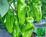 Thin Skin Hot Pepper