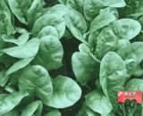 পালং শাক