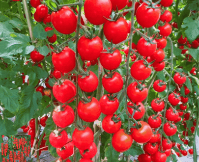 Waterfall Small Tomato