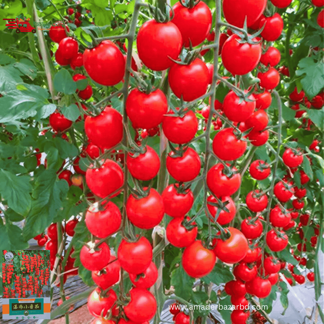 Waterfall Small Tomato