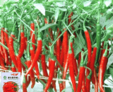 Red Chilli -F1