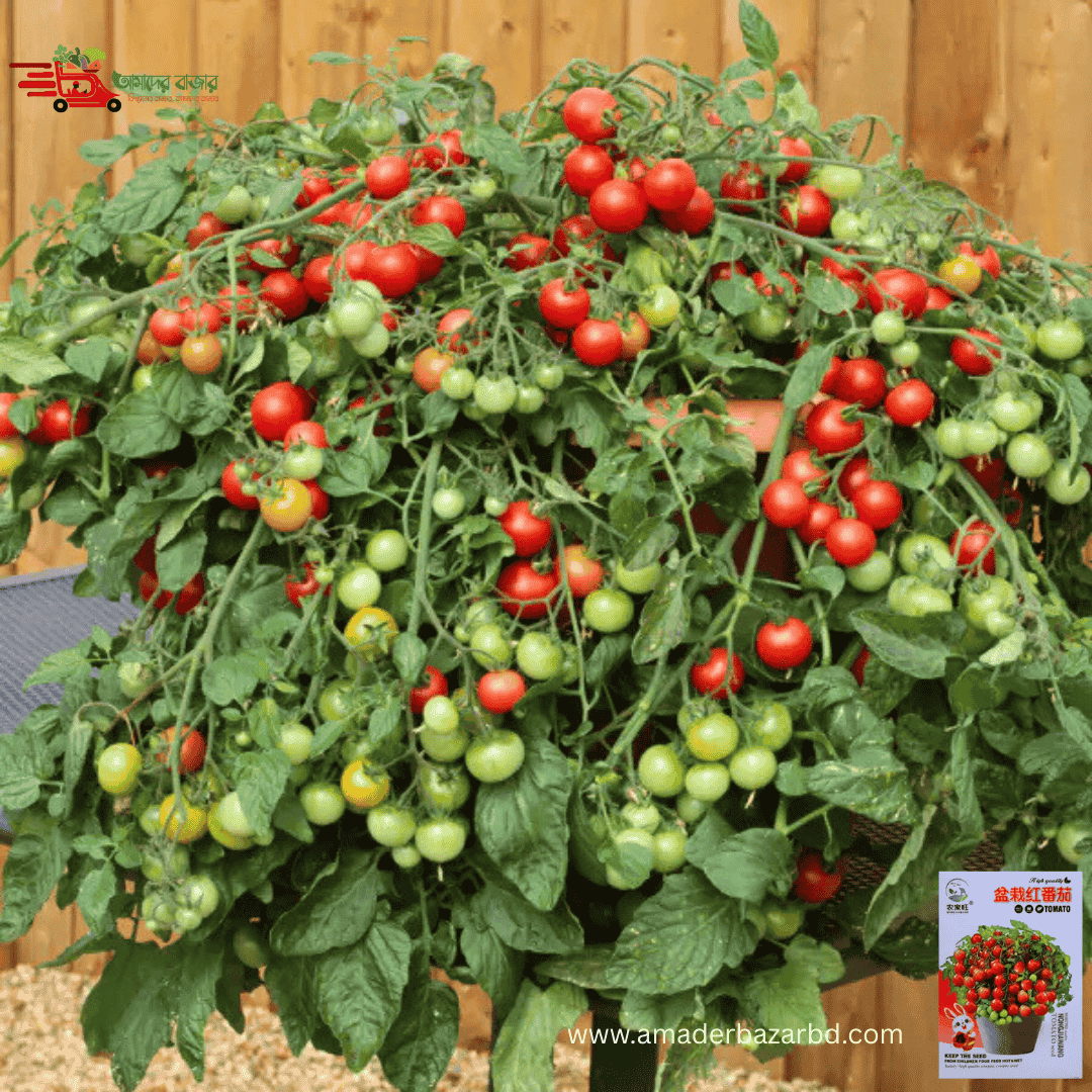 Potted Red Tomato