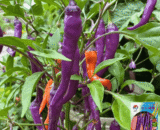 Purple Pepper