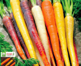 Colorful Carrot