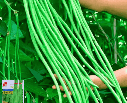 ইমপোর্টকৃত লম্বা বরবটি -Cowpea