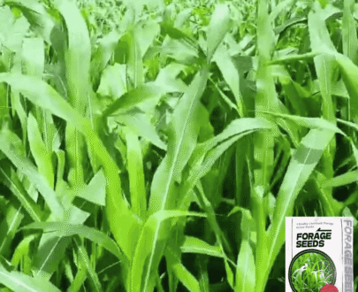 সোরগাম-সুদান হাইব্রিড ঘাস।