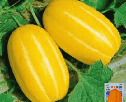 Yellow Melon