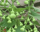 Short Bottle Gourd