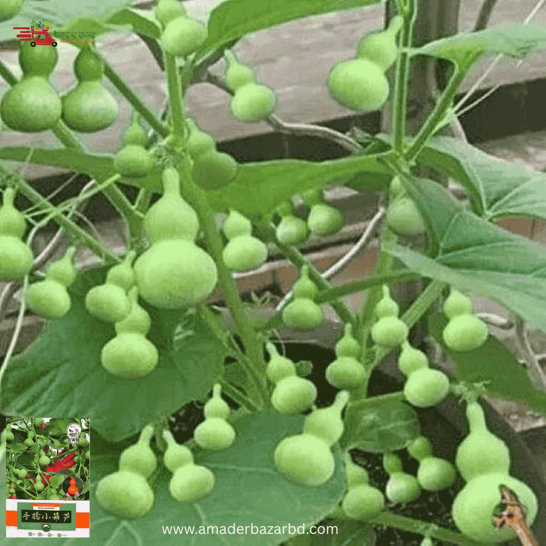 Short Bottle Gourd