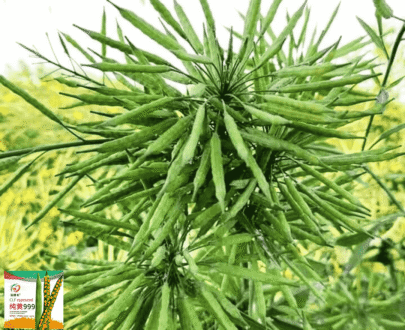 সরিষা/রাই বীজ