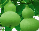 Short Bottle Gourd-01