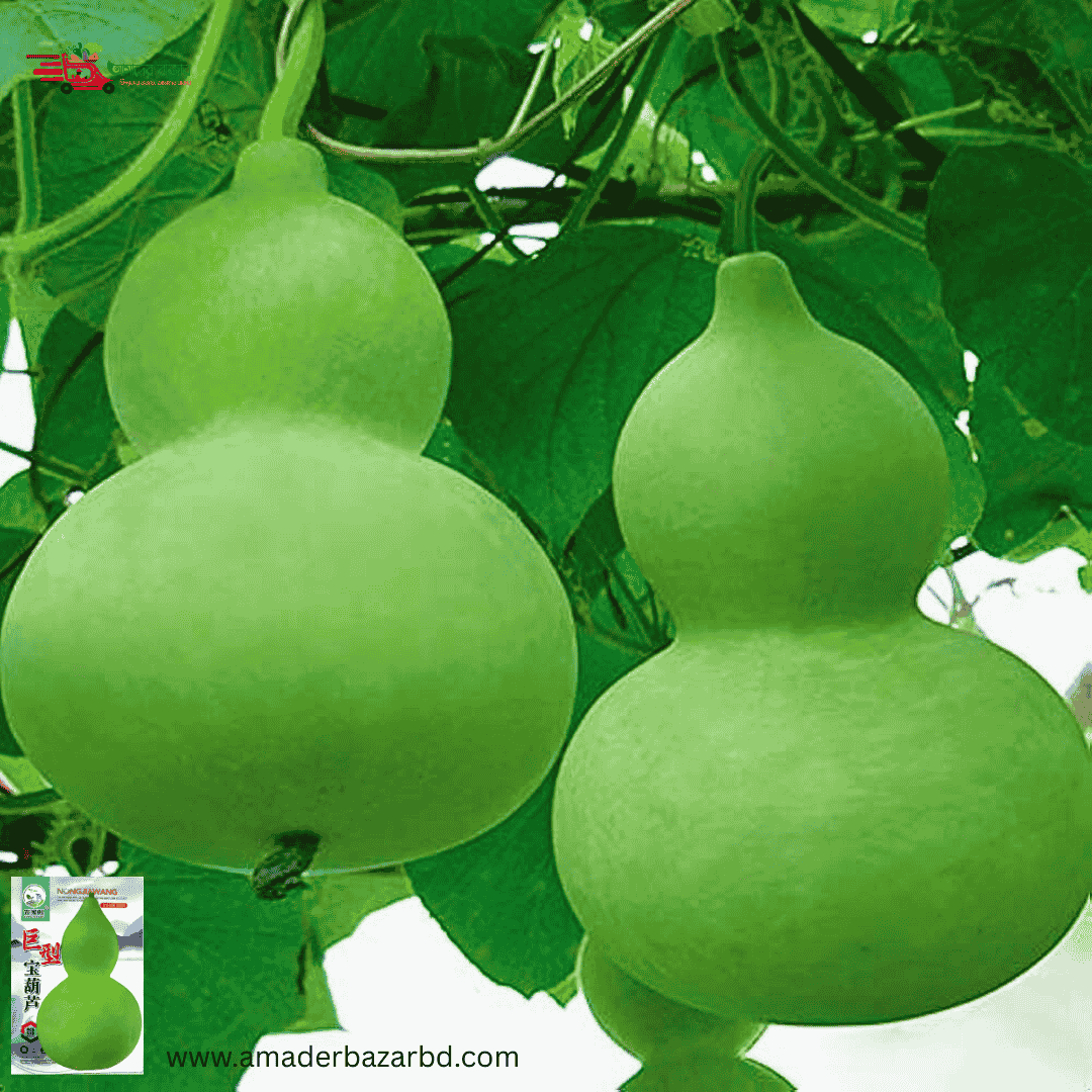 Short Bottle Gourd-01