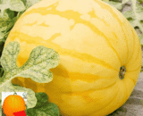 Yellow Watermelon