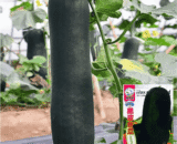 Black Skin Water melon