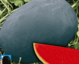Black Skin Watermelon