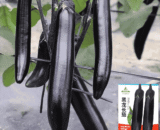Black Eggplant