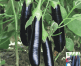 Black Eggplant -F1