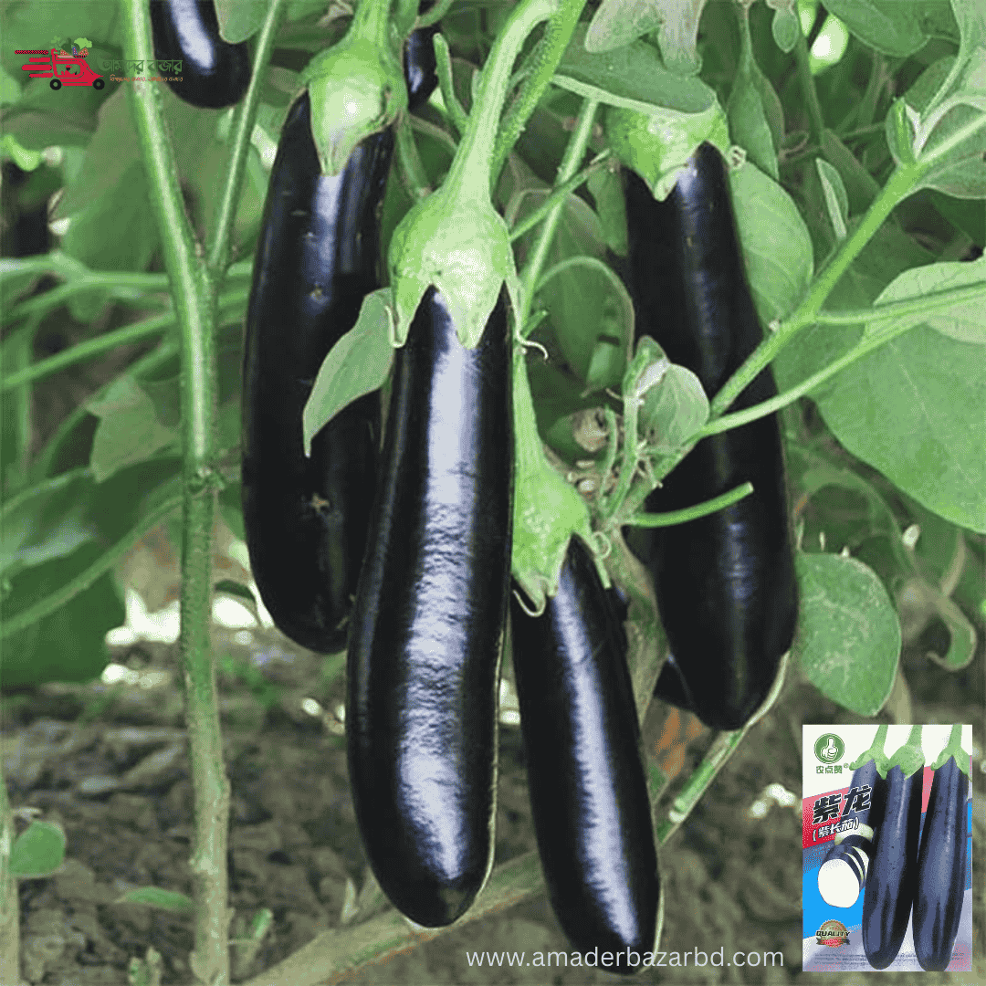 Black Eggplant -F1